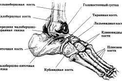 Анатомия голеностопного сустава