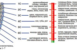 Строение шейного отдела позвоночника