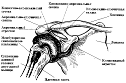 Схема плечевого сустава