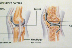 Строение коленного сустава