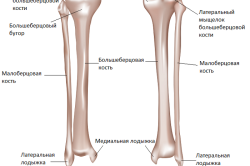 Анатомия берцовых костей