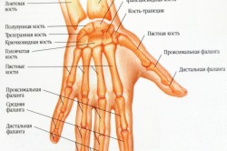 Анатомия костей кисти