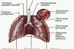 Строение легких