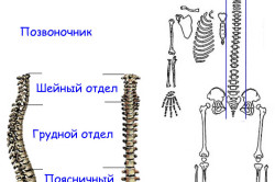 Строение позвоночника
