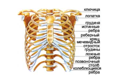 Строение грудной клетки