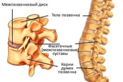 Схема основных составляющих позвоночника